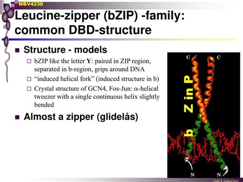 PPT - bZIP: leucine zippers PowerPoint Presentation, free download - ID ...