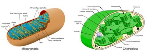 Chloroplasts And Mitochondria - Riset