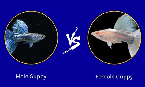 Male vs Female Guppy: Key Differences Explained - Wiki Point