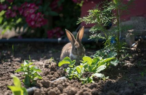 The Most Rabbit Resistant Plants and Vegetables - Best Garden Tips