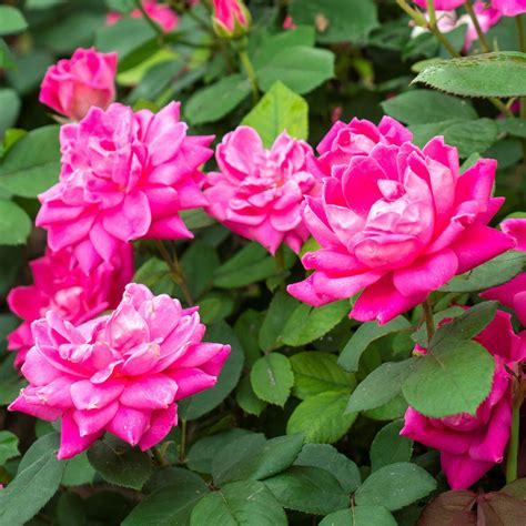 Pink Rose Plants For Sale | Pink Double Knock Out® Rose – Easy To Grow ...