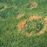 Turf: Necrotic Ring Spot of Poa Species | UMass Center for Agriculture ...