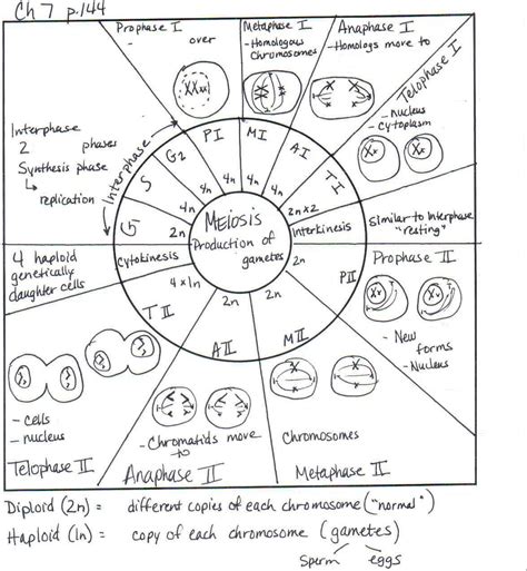 Mitosis Worksheets For High School | Biology lessons, Teaching biology ...