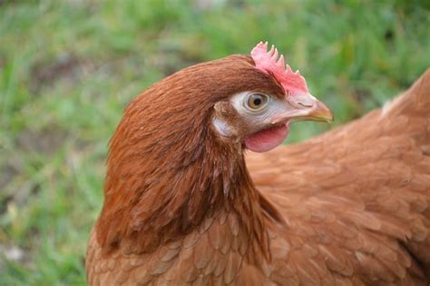 Cara Ternak Ayam Petelur Yang Terbukti Meningkat Produksi