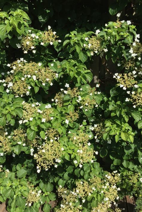 How & When To Deadhead & Prune Your Climbing Hydrangea