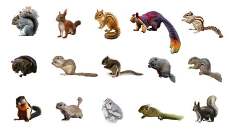 Types Of Squirrels | Learn Types Of Squirrels In English Language 🐿️ ...