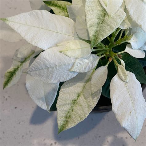 Flower of the Day – White Poinsettia – CLARE'S COSMOS