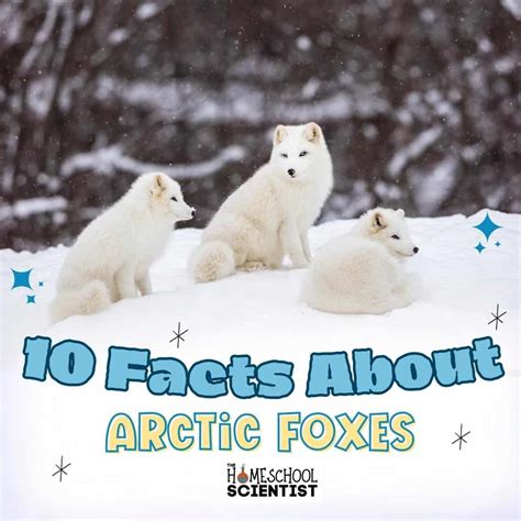 10 Facts About Arctic Foxes - The Homeschool Scientist