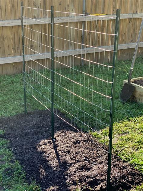 How to Make a Green Bean Trellis with Welded Wire for Your Garden