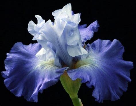 Iris – Symbolism and Meaning - Symbol Sage