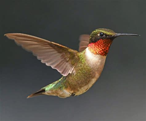 common hummingbirds - Bird Watching HQ