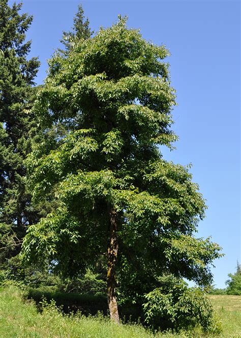 Common Persimmon (Diospyros virginiana) - Great Plains Nursery