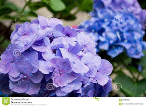 Purple Hydrangea stock photo. Image of petal, hydrangea - 89187896