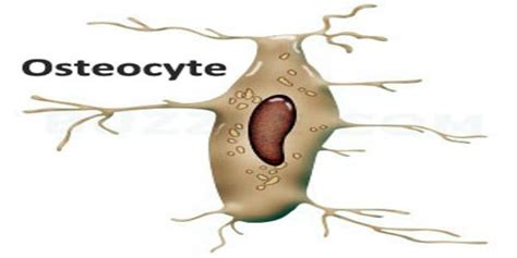 Osteocyte - Assignment Point