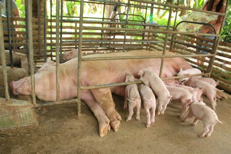 FROM BUSINESS MIRROR: DA offers grants to FCAs eyeing cluster swine ...