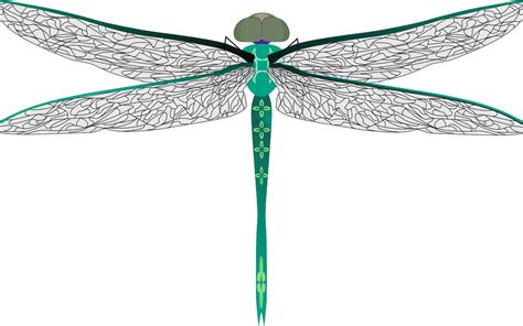 Dragonfly Symbolism and Meaning - Off The Wall Shopping