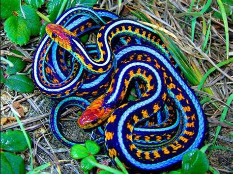 Colorful Snakes | Animals - Reptiles, Lizards, Frogs | Pinterest ...