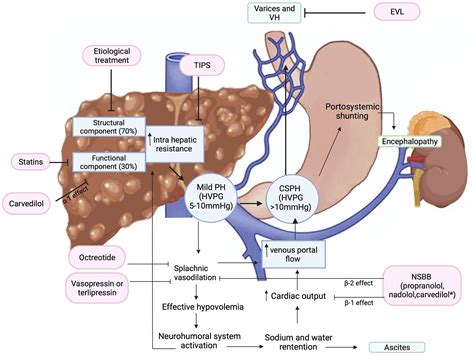 Esophageal Varices Hepatic Dysfunction