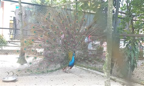 Burung Merak: Asal, Habitat, Ciri dan Perkembang Biakannya - Parboaboa