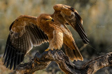 Spanish imperial eagle | High-Quality Animal Stock Photos ~ Creative Market