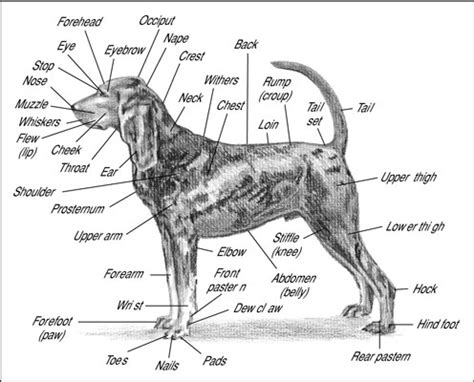 Dog Anatomy from Head to Tail - dummies