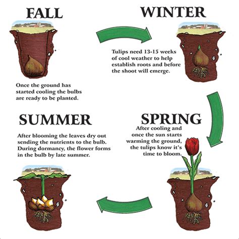 Tulip care - digging up and replanting | Plants, Planting bulbs, Bulb ...