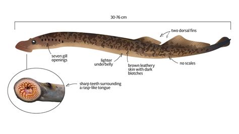 Sea Lamprey – Profile and Resources | Invasive Species Centre