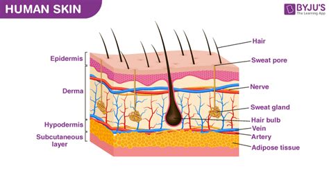 Labeled Skin Model