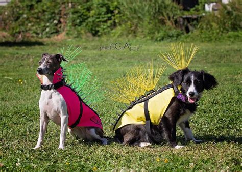 Review: Coyote Vest | Dog armor, Animal shelter, Animal quotes