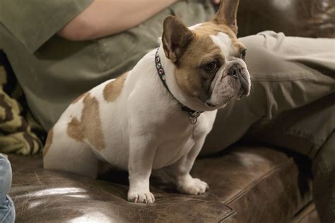 Modern Family beloved dog Beatrice, who played bulldog Stella, ‘dies ...