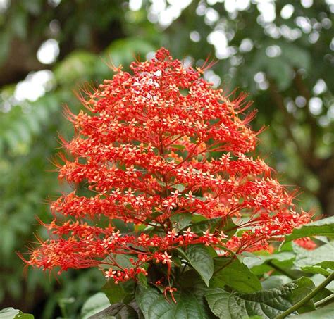 Clerodendron"Pagoda Flower" An erect, open semiwoody shrub with large ...