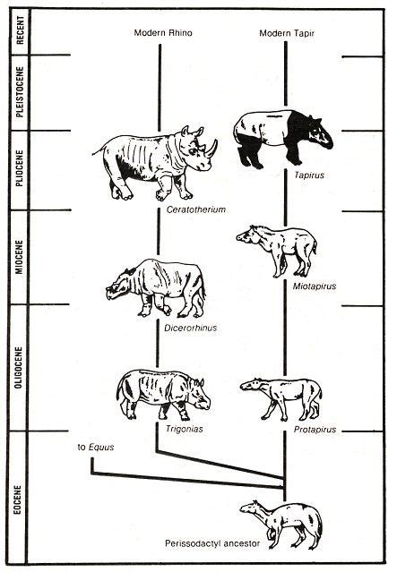 Perissodactyls (aka I was looking up the ancestors of today's ...