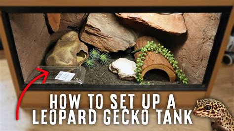 A Beginner's Guide To Setting Up A Leopard Gecko Tank – HousePetsCare.com