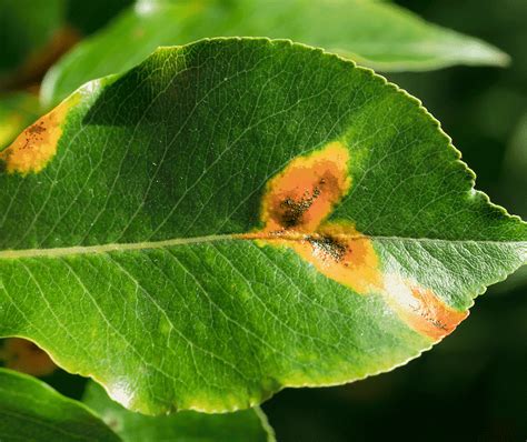 Rust Fungus | Florida Environmental Pest Management