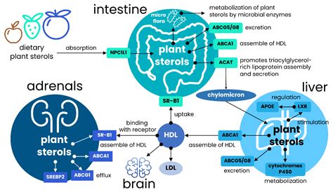 Nutrients | Free Full-Text | Diversity of Plant Sterols Metabolism: The ...