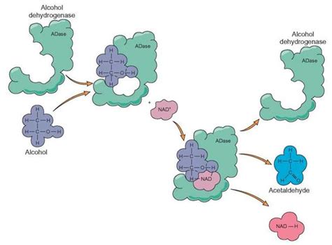 FIGURE 5.4. The Role of Coenzymes