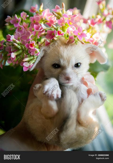 Pretty Fennec Fox Cub Image & Photo (Free Trial) | Bigstock