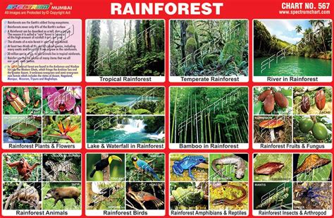 Tropical Rainforest Chart