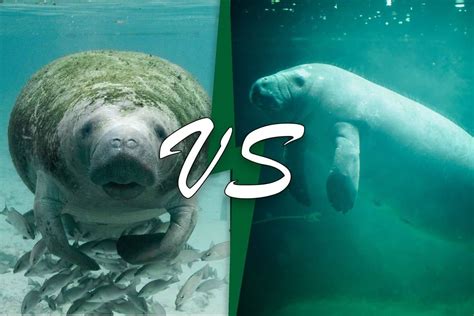 Manatee Vs Dugong (Here's the Difference) - Wildlife Informer