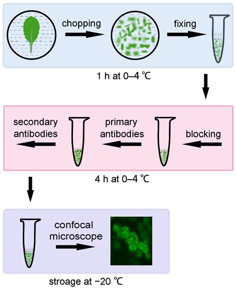 Improvements for Tissue-Chopping-Based Immunofluorescence Staining ...