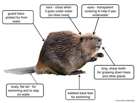 Beavers Facts Differentiated Texts and STEM Challenge - Science and ...