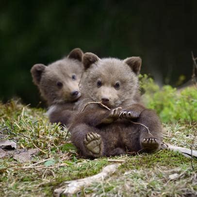 Grizzly Bear Cubs And Mother