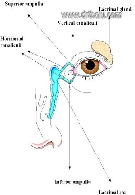 Figure showing the entire lacrimal system | Download Scientific Diagram