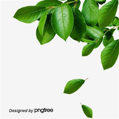 green leaves are flying in the air on a white background with text that ...