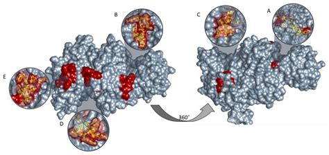 3D structure of pyruvate kinase protein visualizing top five T-cell ...