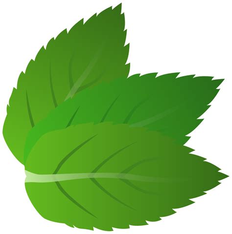 Three Mint leaves, drawing free image download