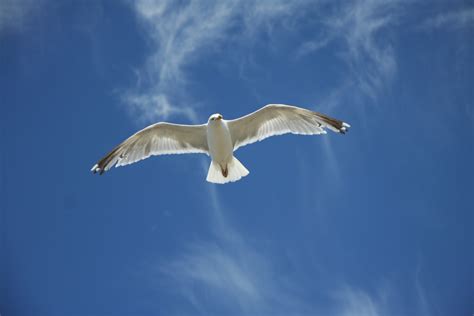 Free Images : wing, seabird, fly, beak, freedom, blue sky, birds, gulls ...