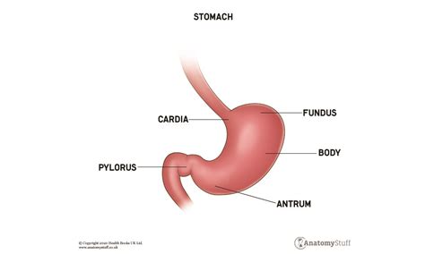 Stomach Anatomy | The Digestive System | AnatomyStuff