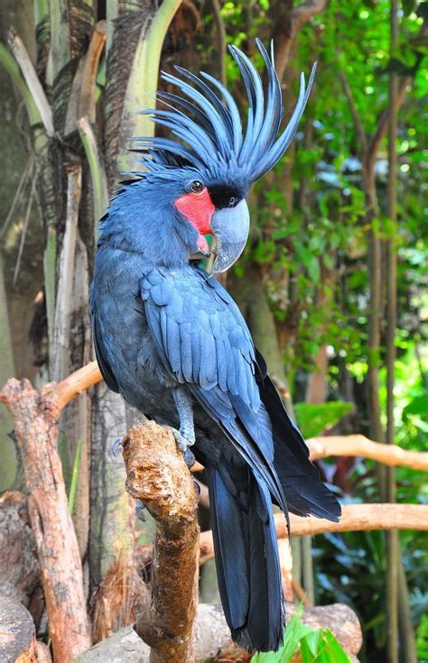 Rare Blue Cockatoo | Beautiful birds, Pet birds, Colorful birds