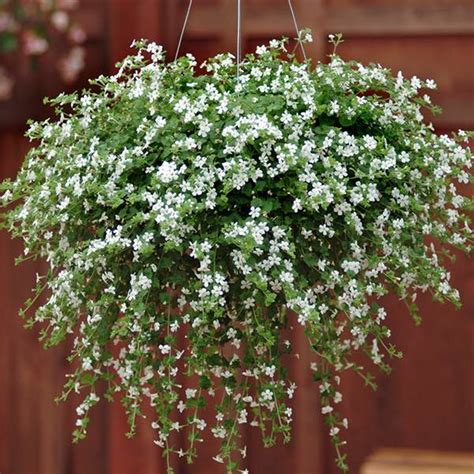 Bacopa Seeds - Bacopa flowers - Annual Flower Seeds